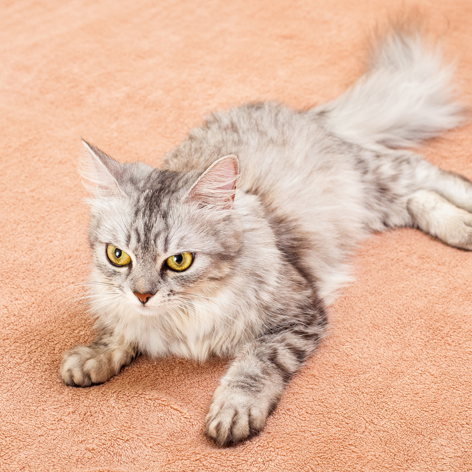 stanford emotional support animal