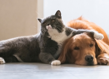 cats and dogs cats and dogs